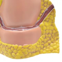 Rectum and Anal Canal Anatomical Model - Myaskro