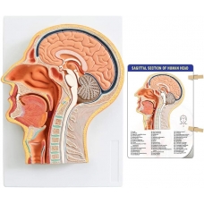 Sagittal Section of Human Head Anatomy Model | Brain, Sinuses & Cranial Nerves | Ideal for MBBS, ENT, NEET PG, USMLE