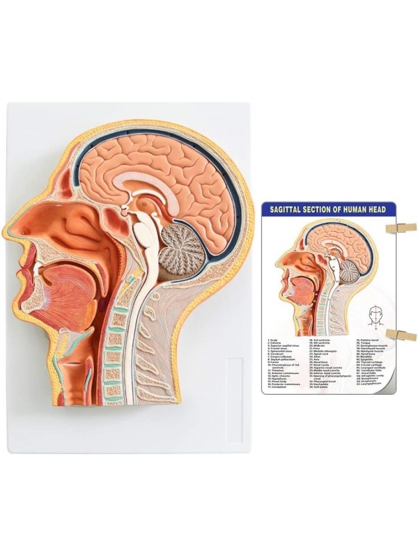 Sagittal Section of Human Head Anatomy Model | Brain, Sinuses & Cranial Nerves | Ideal for MBBS, ENT, NEET PG, USMLE