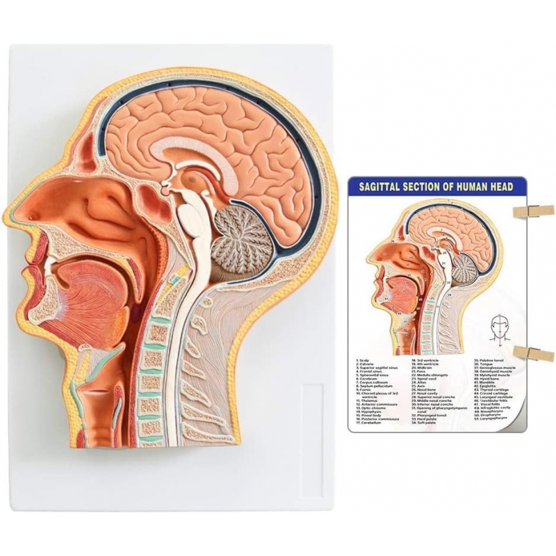 Sagittal Section of Human Head Anatomy Model | Brain, Sinuses & Cranial Nerves | Ideal for MBBS, ENT, NEET PG, USMLE