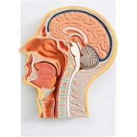 Sagittal Section of Human Head Anatomy Model | Brain, Sinuses & Cranial Nerves | Ideal for MBBS, ENT, NEET PG, USMLE