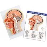Sagittal Section of Human Head Anatomy Model | Brain, Sinuses & Cranial Nerves | Ideal for MBBS, ENT, NEET PG, USMLE