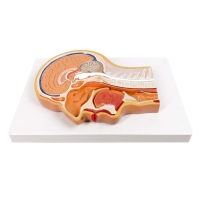 Sagittal Section of Human Head Anatomy Model | Brain, Sinuses & Cranial Nerves | Ideal for MBBS, ENT, NEET PG, USMLE