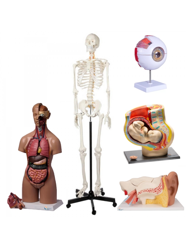 MYASKRO School Anatomy Model Set