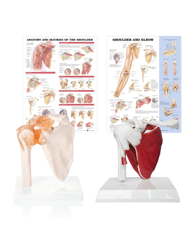 Shoulder Anatomy & Pathology Bundle - Myaskro
