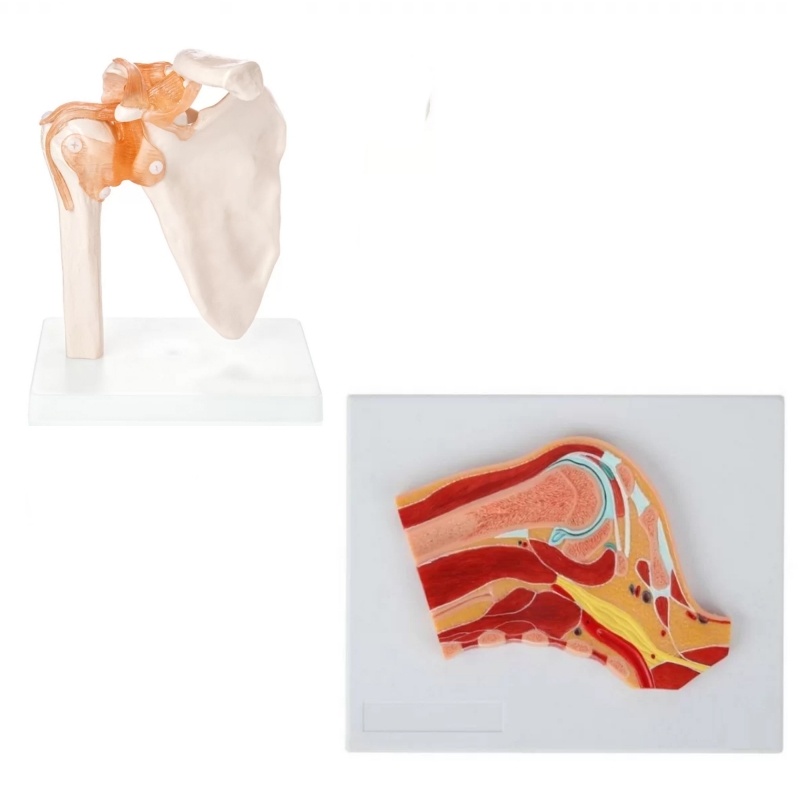 MYASKRO Shoulder Joint & Cross-Section Anatomy Model Bundle
