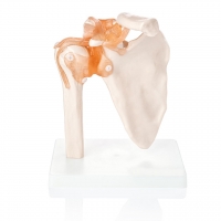 Orthopedic Joint & Spine Anatomy Model Bundle – Includes Spine, Knee, Shoulder, Hip, and Lumbar Disc Herniation Models - Myaskro
