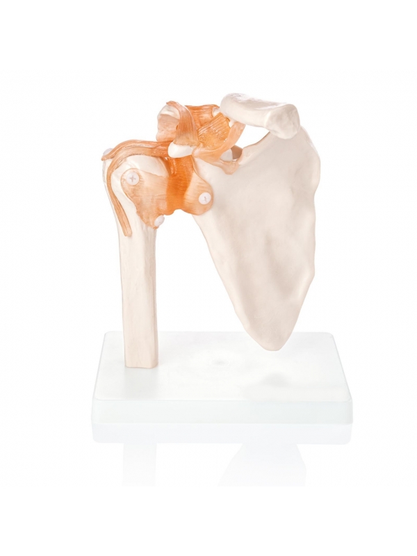 Human Shoulder Joint Model With Flexible Ligaments to Show Movement, Anatomically Accurate, Orthopedic Model,(PVC Plastic)