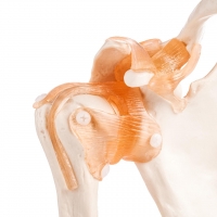 Human Shoulder Joint Model With Flexible Ligaments to Show Movement, Anatomically Accurate, Orthopedic Model,(PVC Plastic)