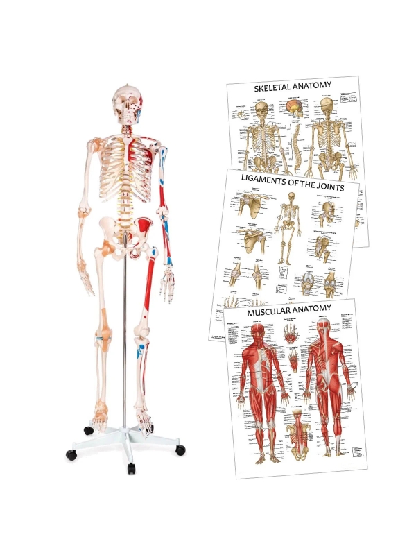 Skeleton Anatomy Bundle - Myaskro