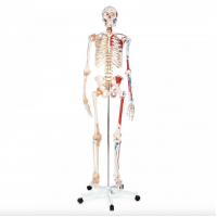 Skeleton Anatomy Bundle - Myaskro