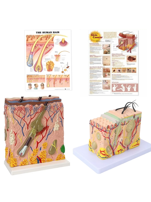 Skin Anatomy and Pathology Bundle (2 Skin Models + 2 Charts) - Myaskro