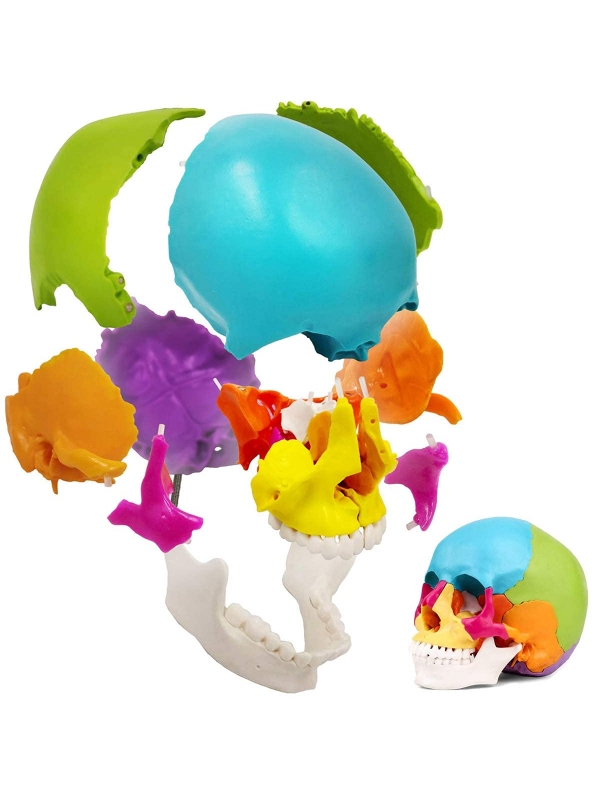 Osteopathic Skull Model (22-Parts)