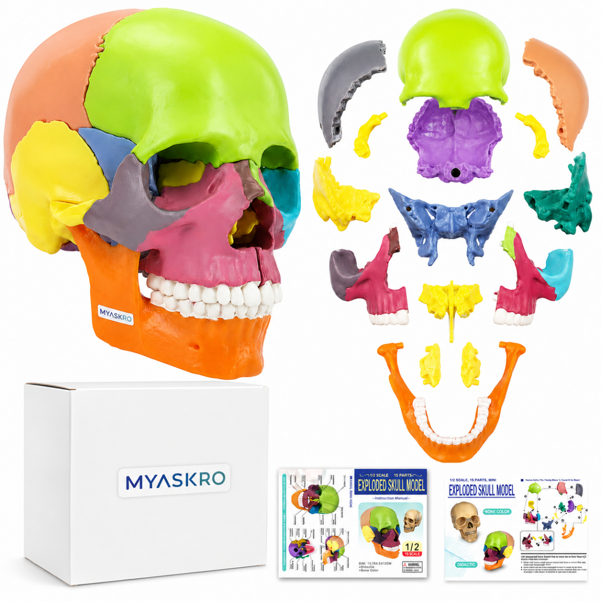 15-Parts Mini Coloured Skull Model - Myaskro