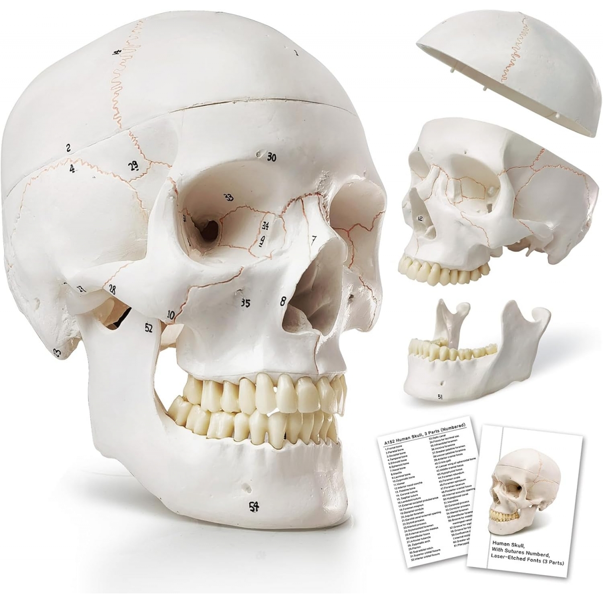 Human Skull Model With Numbers, Highlighted Sutures And Study Manual - Myaskro®