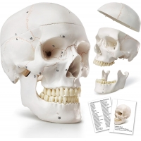 Human Skull Model With Numbers, Highlighted Sutures And Study Manual - Myaskro®