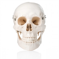 Secondary School Anatomy Models & Charts Bundle– Complete Teaching Set for Students & Teachers