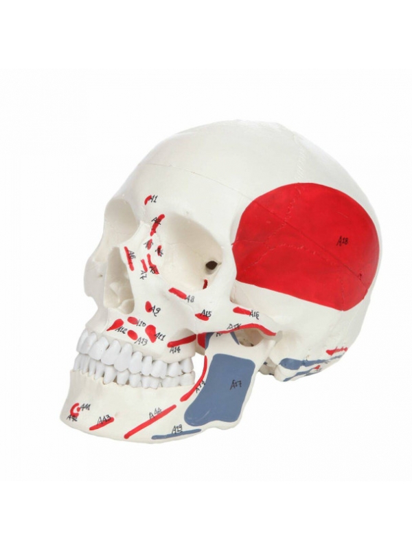 Skull Model with Painted Muscles Insertions & Origins Points (Numbered Landmarks) 3-Part – Ideal for MBBS, BDS & Medical Education