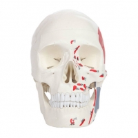 Life Size Human Skull Model With Painted Muscles Insertion & Origins