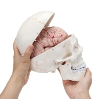 Brain Anatomy & Pathology Bundle - Myaskro