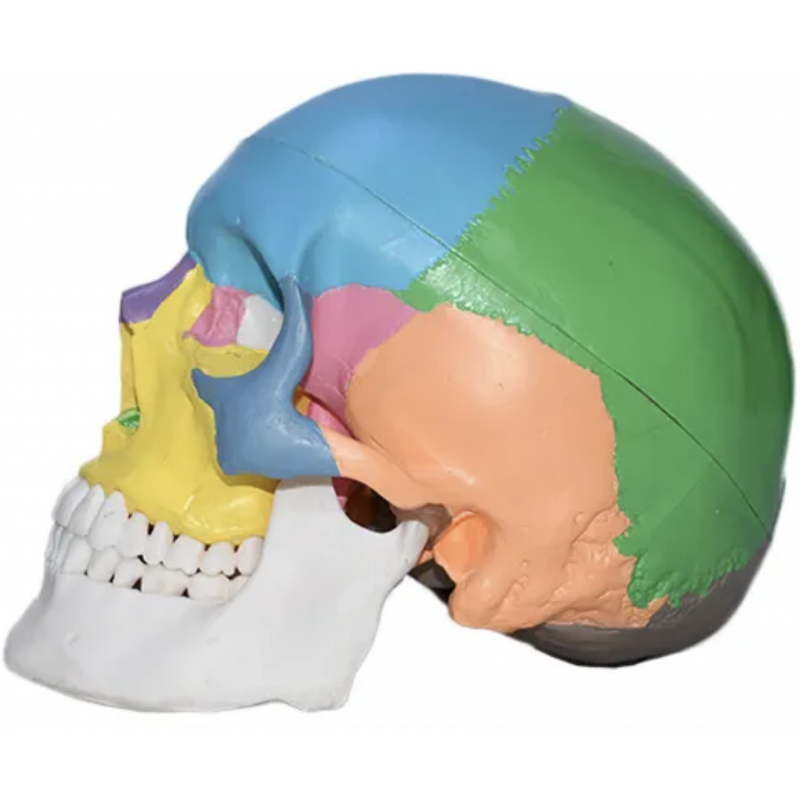Skull Model With Colours For Easy Identification Of Various Human Skull Regions (Life Size) - MYASKRO