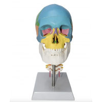 Skull With Cervical Anatomical Model (Life Size) - MYASKRO 