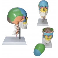 Skull With Cervical Anatomical Model (Life Size) - MYASKRO 