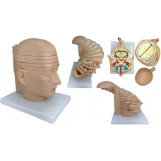 Myaskro - Sliced Head Anatomical Model (12 Slides)