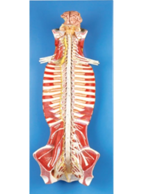 Spinal Cord In Spinal Canal Model - MYASKRO