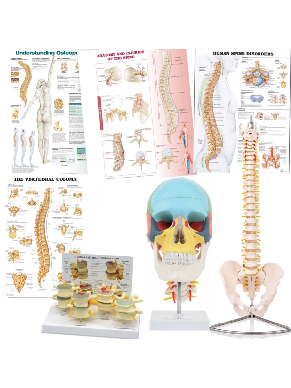 Spine Anatomy & Pathology Bundle - Myaskro