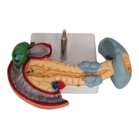 Spleen, Duodenum And Pancreas Model - MYASKRO