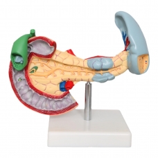 Spleen, Duodenum And Pancreas Model - MYASKRO