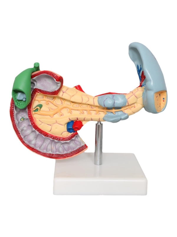 Spleen, Duodenum And Pancreas Model - MYASKRO