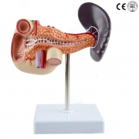 Digestive System Anatomy & Pathology Bundle - Myaskro
