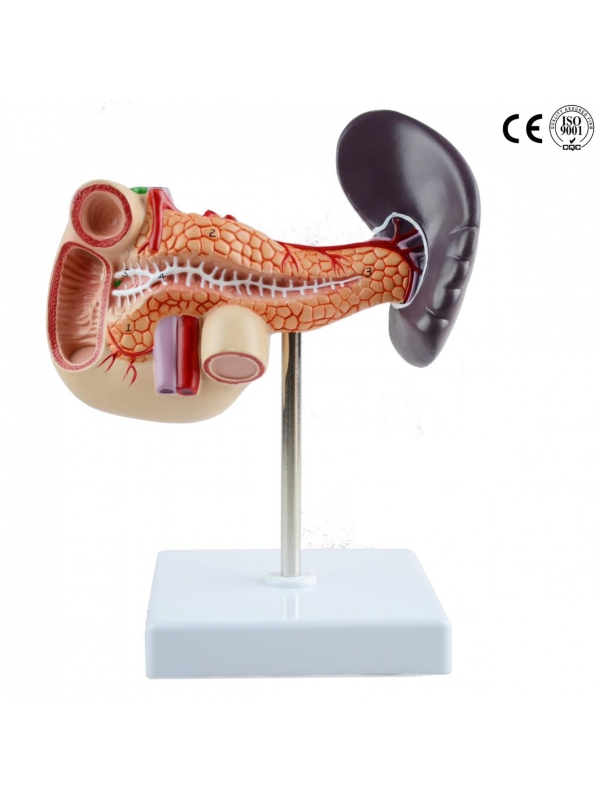 Spleen, Duodenum And Pancreas Model - MYASKRO