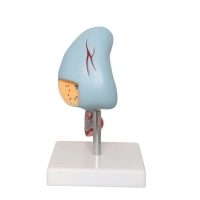 Spleen, Duodenum And Pancreas Model - MYASKRO