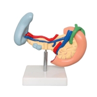 Spleen, Duodenum And Pancreas Model - MYASKRO