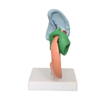 Spleen, Duodenum And Pancreas Model - MYASKRO