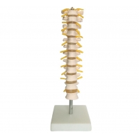 MYASKRO Vertebrae Anatomy Model Bundle (Cervical + Thoracic + Lumbar)