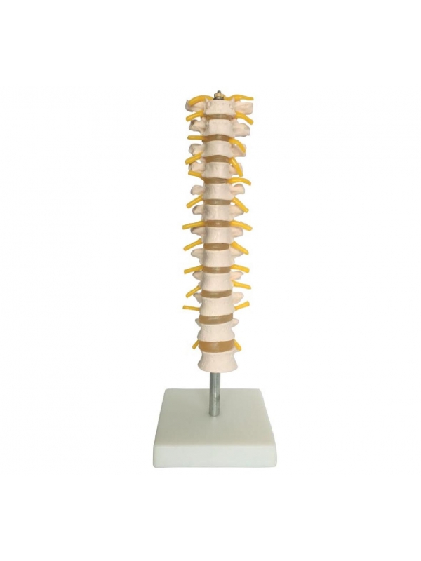 Thoracic Spinal Column Model by Myaskro