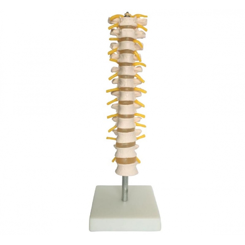 Thoracic Spinal Column Model by Myaskro