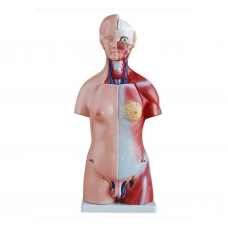 Human Torso Anatomical Model - 45cm Tall with 23 Removable Parts - MYASKRO