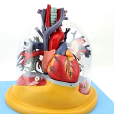 Myaskro - Transparent Lung, Trachea & Bronchial Tree With Heart Premium Anatomical Model