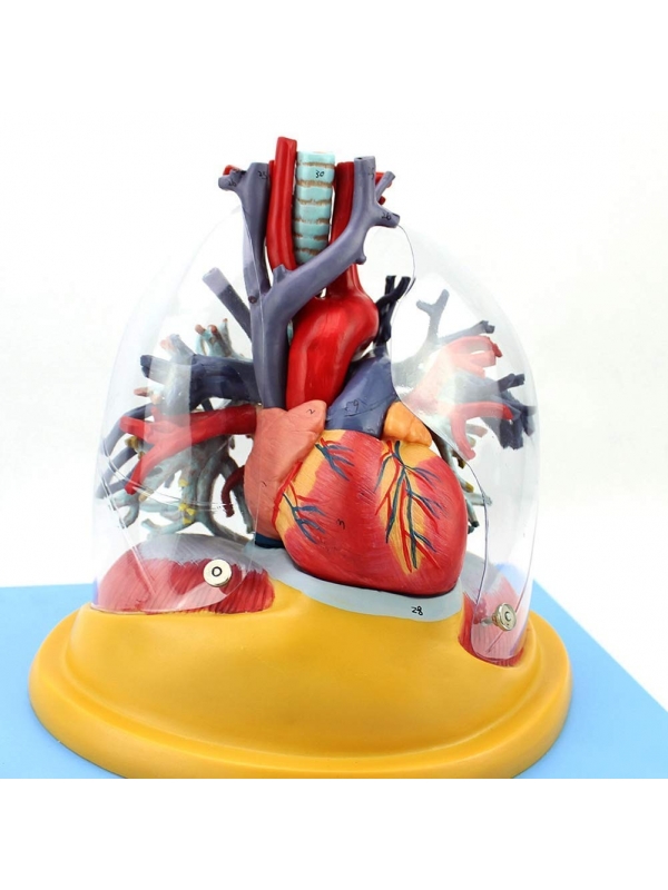 Myaskro - Transparent Lung, Trachea & Bronchial Tree With Heart Premium Anatomical Model