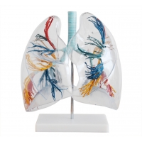 Secondary School Anatomy Models & Charts Bundle– Complete Teaching Set for Students & Teachers