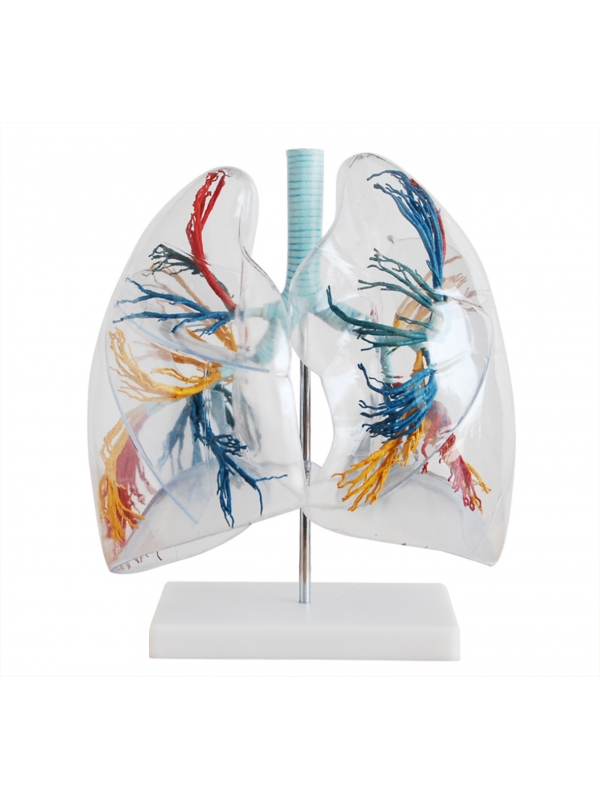 Transparent Lungs Model Showing Bronchial Tree, Left Lung, Right Lung And Hilus Of Lung - MYASKRO