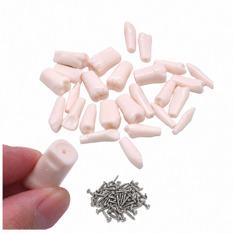 Teeth Set For Typodont Practice Models