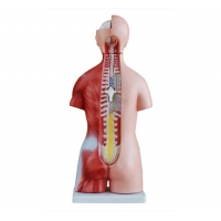 Human Torso Anatomical Model - 45cm Tall with 23 Removable Parts - MYASKRO
