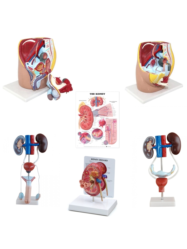 Urinary System Anatomy Bundle - Myaskro
