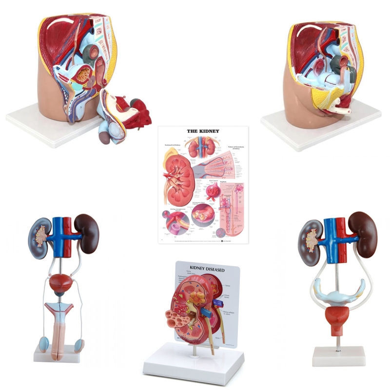 Urinary System Anatomy Bundle - Myaskro